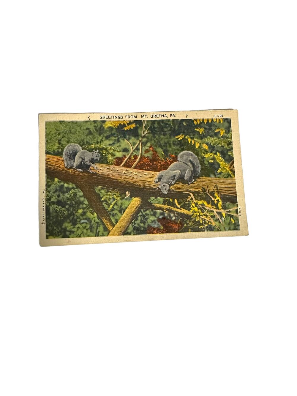 Vintage Nature Mt. Gretna PA Postcard With 2 Rare Washington 1 cent stamps